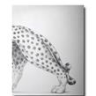 Assouline - Livre - Cartier  - Photo